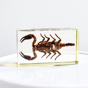 Real Scorpion in Resin Block, Oddities Decor, Taxidermy Specimen, Curiosity Display, Gothic Desk Paperweight