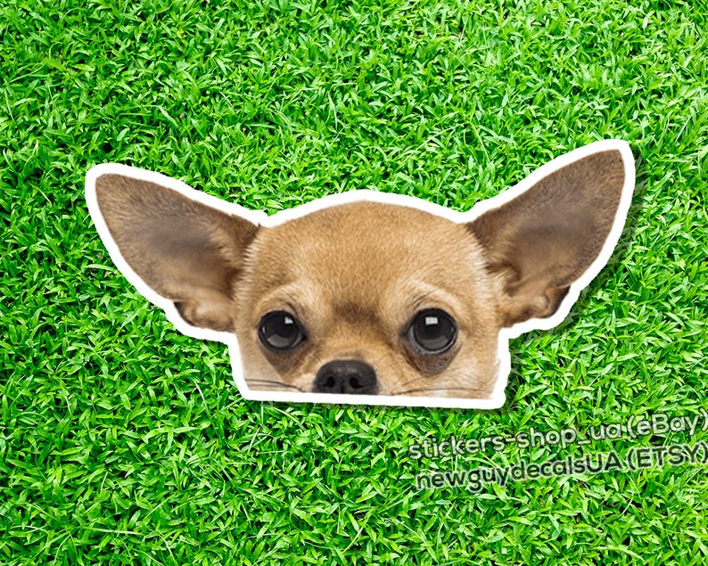 Chihuahua Decal Car Decal Vinyl Sticker Chihuahua sticker Etsy