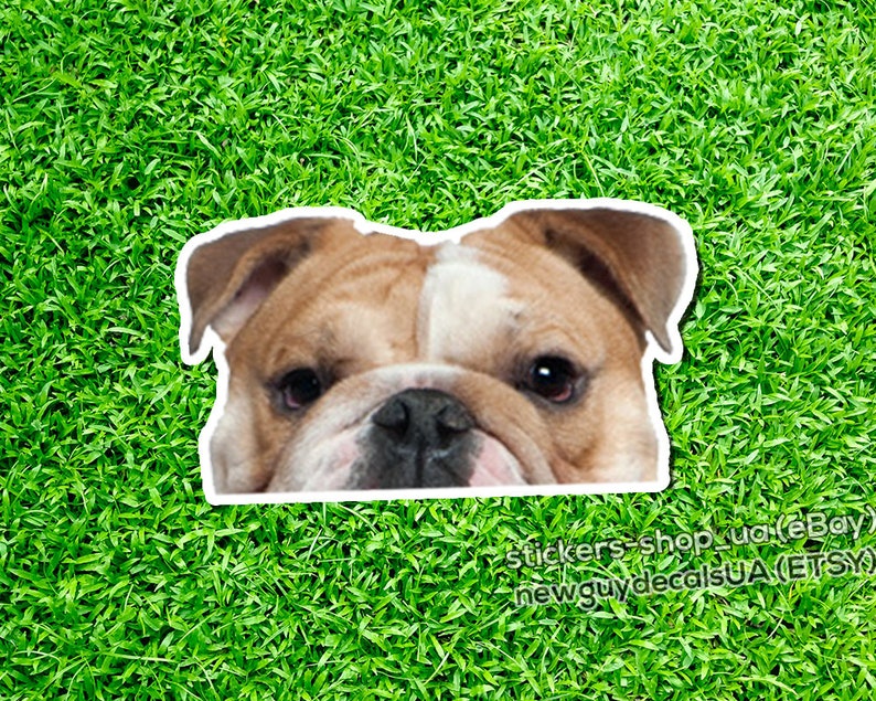 English Bulldog sticker Car Decal Window Sticker Vinyl Etsy