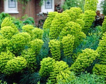 Euphorbia Seeds Blue Haze 25 Seeds Sedum Seeds Perennial Euphorbia Seeds Blue Haze 25 Seeds Sedum Seeds Perennial