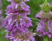50 MONARDA BEE BALM Lemon Mint Perennial Hardy Native Deer Resistant Flower Seeds