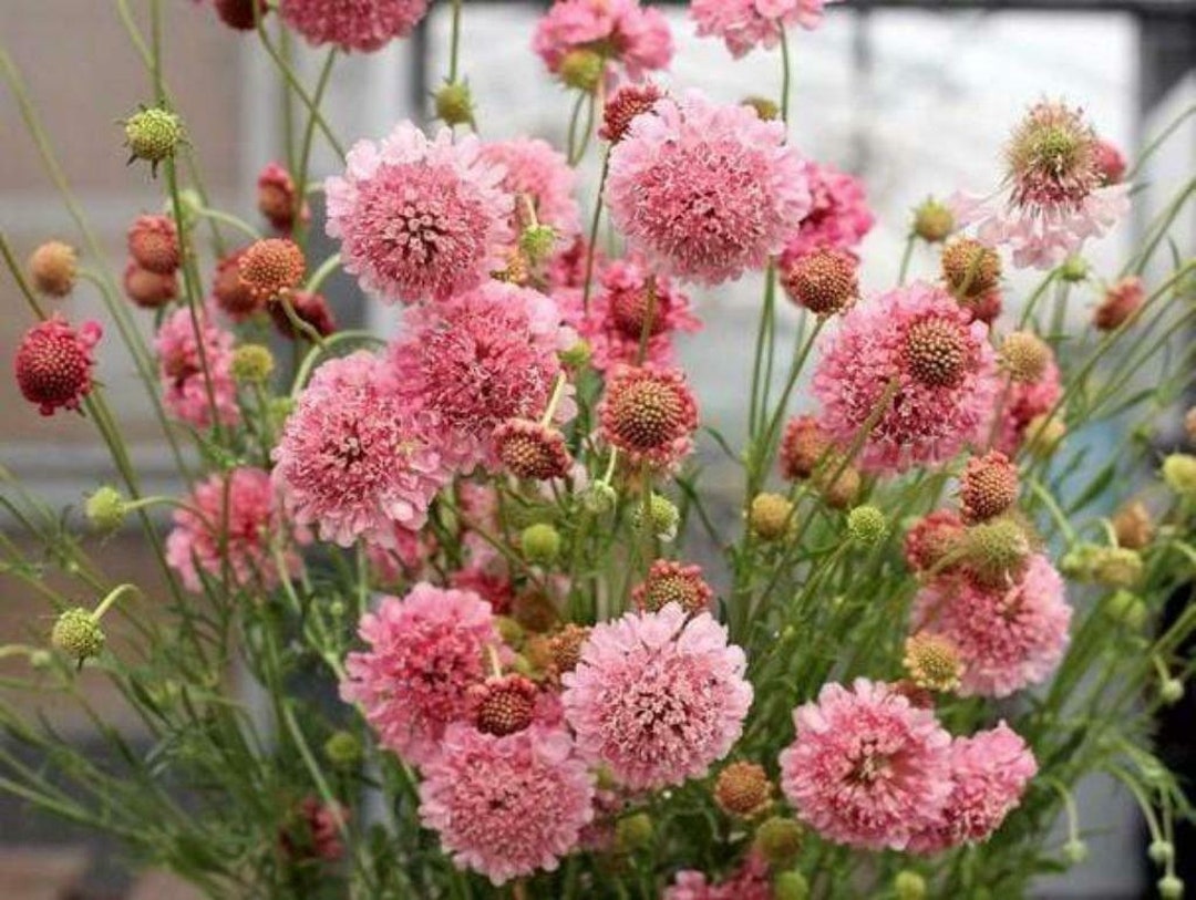 25 SCABIOSA SALMON PINCUSHION, Deer Resistant Fragrant Perennial Flower