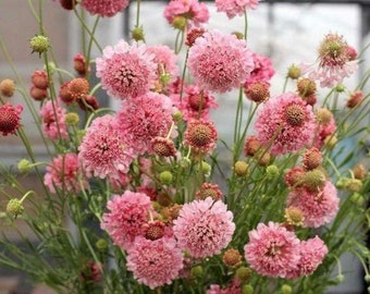 25+  SCABIOSA SALMON PINCUSHION, Deer Resistant Fragrant Perennial Flower Seeds