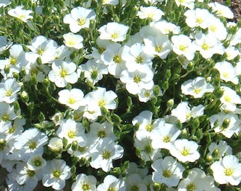 50+  WHITE ROBE,  Nierembergia Hippomanica Easy Annual & Perennial CUP Flower Seeds