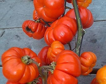 25+  PUMPKIN on a  STICK,  Solanum Aethiopicum / Rabbit and Deer Resistant Flower Seeds