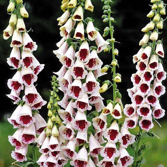 500 APRICOT DELIGHT FOXGLOVE Digitalis Purpurea Seeds
