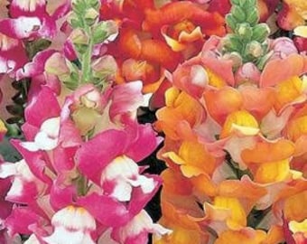 50+ SNAPDRAGON Madame Butterfly Bronze & White Annual Flower Seeds
