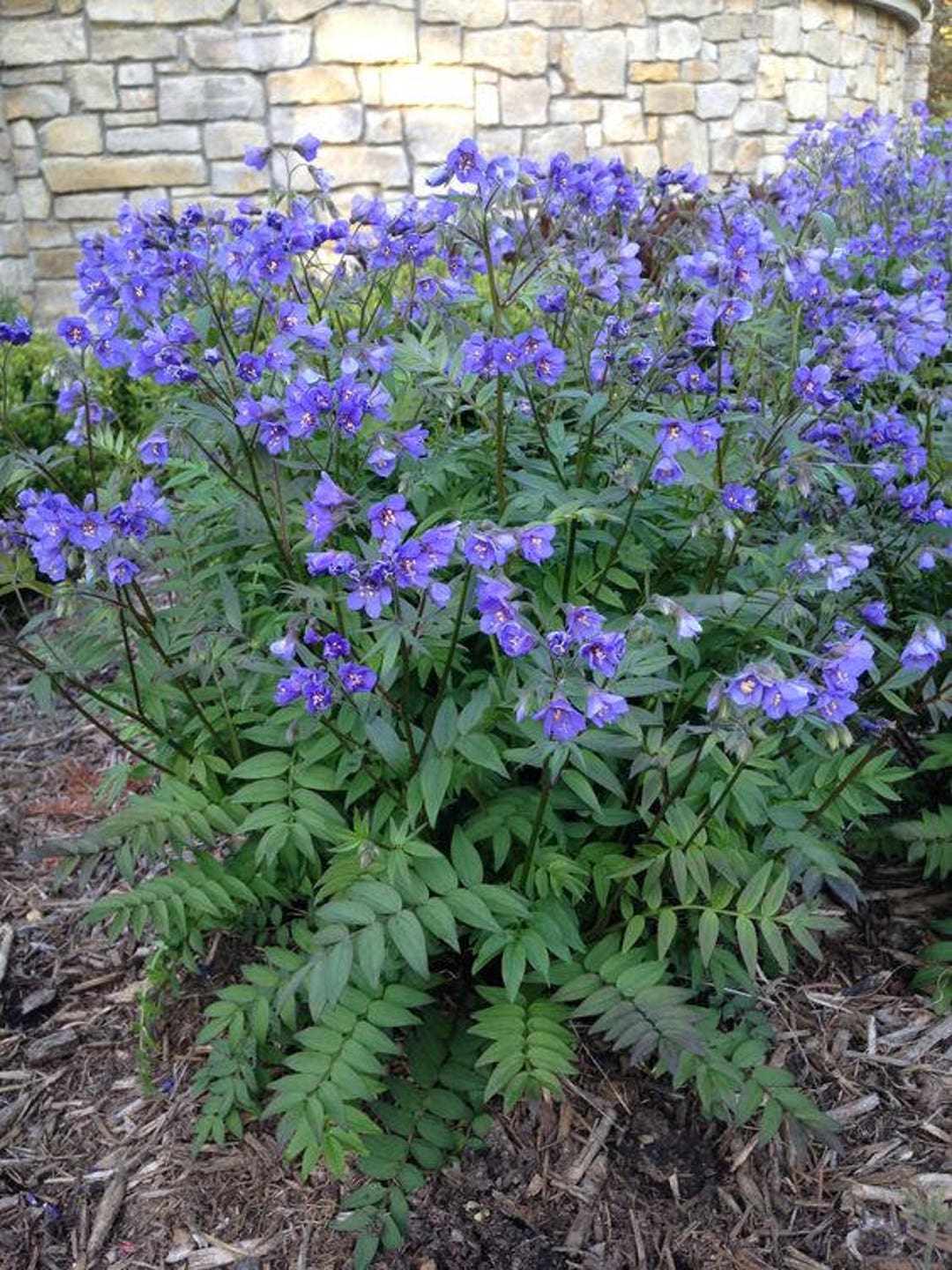 Image of Jacob's ladder perennial plant