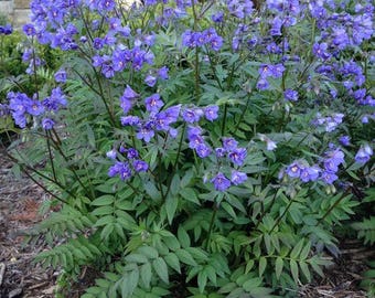 120+    Jacobs Ladder POLEMONIUM  Blue-Purple SHADE Perennial Flower Seeds