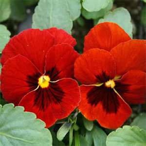 50 PANSY SWISS GIANT Mix aka Viola Edible Hardy Cool Weather Flower Seeds image 5