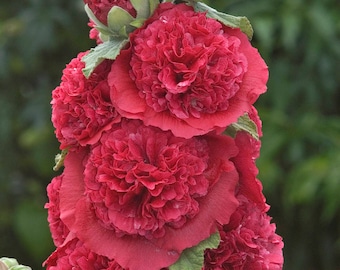 25+  HOLLYHOCK  LIPSTICK RED Double  Chaters,  Alcea Rosea / Tall,  Deer Resistant Perennial  Flower Seeds