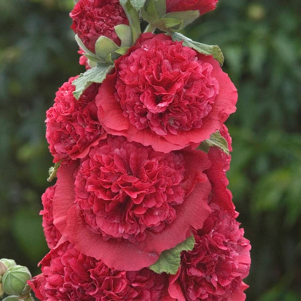 25+  HOLLYHOCK  LIPSTICK RED Double  Chaters,  Alcea Rosea / Tall,  Deer Resistant Perennial  Flower Seeds