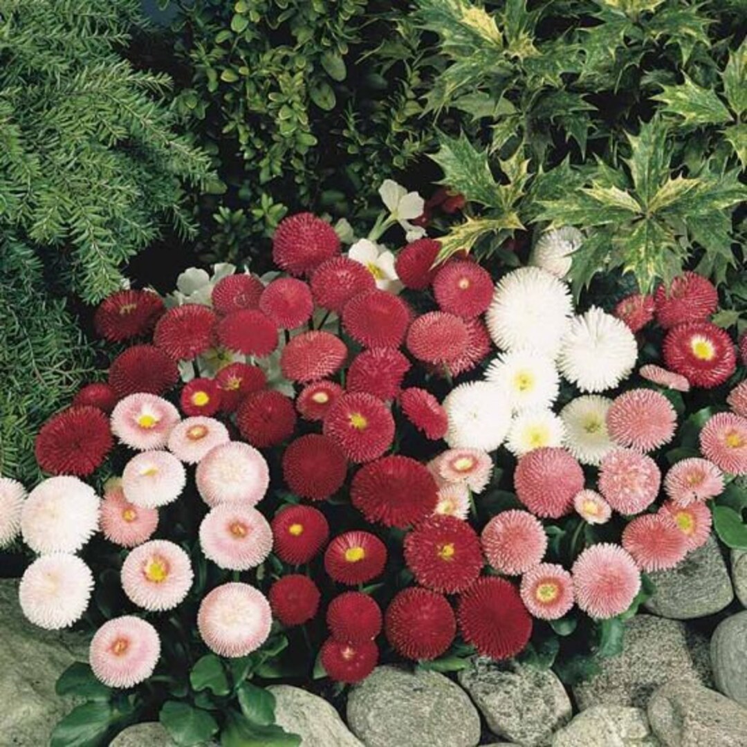 50 BELLIS TASSO MIX English Daisy, Pelleted Perennial Flower Seeds - Etsy