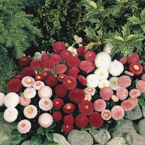 50+   BELLIS TASSO MIX English Daisy, Pelleted  Perennial Flower Seeds