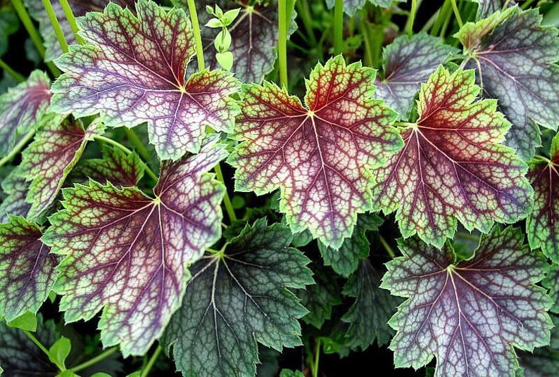 50 HEUCHERA DALE'S STRAIN Coral Bells Evergreen Shade | Etsy