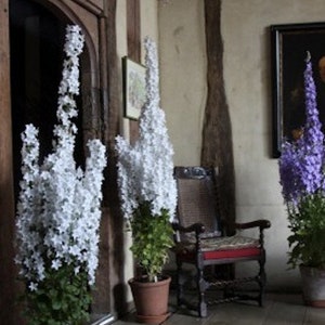 60 CAMPANULA PYRAMIDALIS MIX Chimney Bell Perennial Fragrant 4 6 Ft Tall Flower Seeds image 3