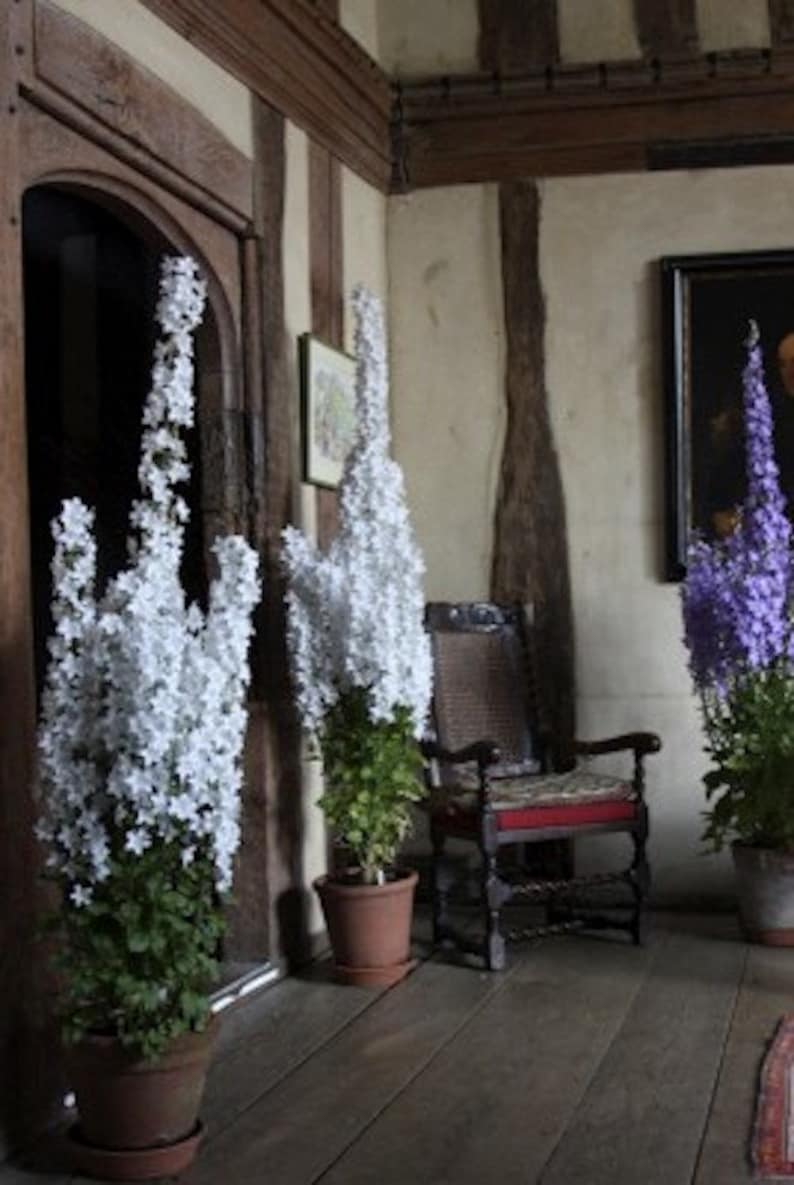 60 CAMPANULA PYRAMIDALIS MIX Chimney Bell Perennial Fragrant 4 6 Ft Tall Flower Seeds image 3