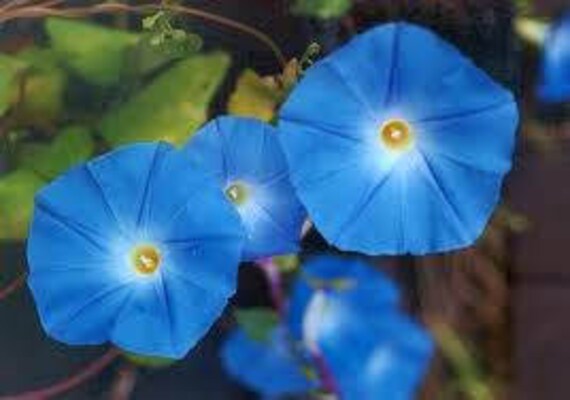 25 MORNING GLORY Clark's Heavenly Blue Vine / All - Etsy Norway