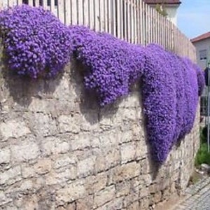 80 AUBRIETA VIOLET, Rock Cress Perennial Deer Resistant Ground Cover Fragrant Flower Seeds afbeelding 3