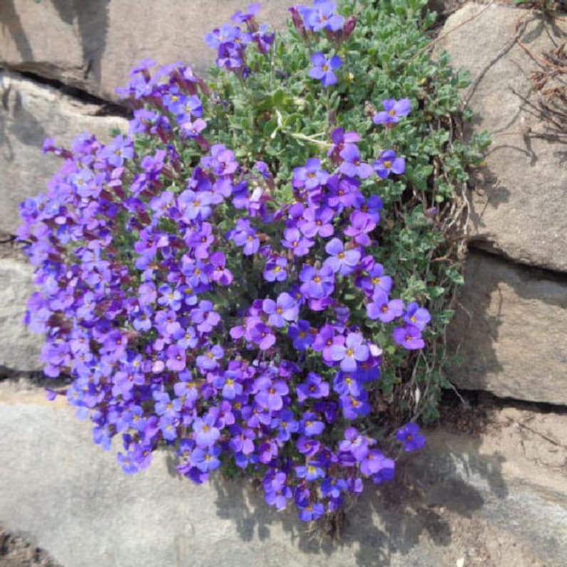 50 AUBRIETA Whitewell Gem Rock Cress / Perennial Ground Cover Etsy