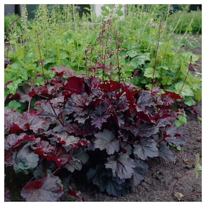 30+ HEUCHERA PELLETED Purple Palace, Coral Bells  Pelleted SHADE Perennial  Ground Cover Flower Seeds