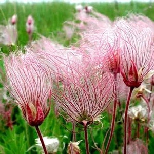 10 Geum PRAIRIE SMOKE, CHERRY Drop Native Perennial Deer Resistant Flower Seeds image 2