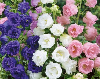 Más de 120 CAMPANULA HEIRLOOM DOBLE Bells Mix Semillas de flores perennes