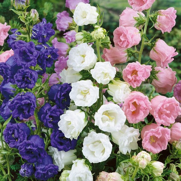 120+  CAMPANULA HEIRLOOM DOUBLE Bells Mix  Perennial  Flower Seeds