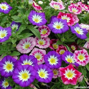 120+   MORNING GLORY Ensign  MIX  Mounds of Color Annual & Perennial Flower Seeds