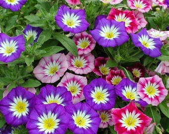 120+   MORNING GLORY Ensign  MIX  Mounds of Color Annual & Perennial Flower Seeds