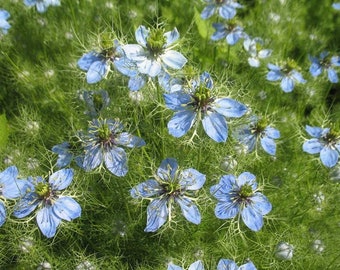 120+  DWARF NIGELLA, Love in a Mist, Clear Blue, Fast Annual Flower Seeds