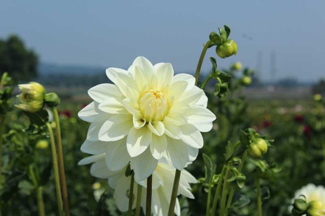 20 DAHLIA SHOWTIME Mix 4 FT Double Heirloom Tall Perennial