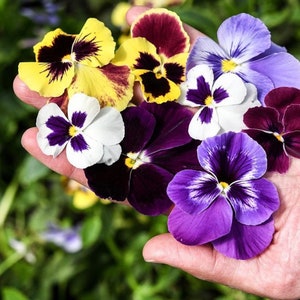 50 PANSY SWISS GIANT Mix aka Viola Edible Hardy Cool Weather Flower Seeds image 2