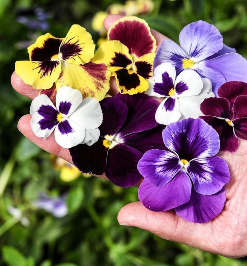50 PANSY SWISS GIANT Mix aka Viola Edible Hardy Cool Weather Flower Seeds image 2