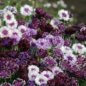 120+   CENTAUREA Classic Cornflower,  Bachelor Buttons "MAGIC Purple to Lilac"  EDIBLE  Flower Seeds