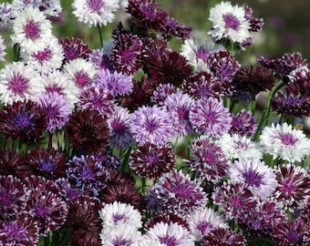 120+   CENTAUREA Classic Cornflower,  Bachelor Buttons "MAGIC Purple to Lilac"  EDIBLE  Flower Seeds