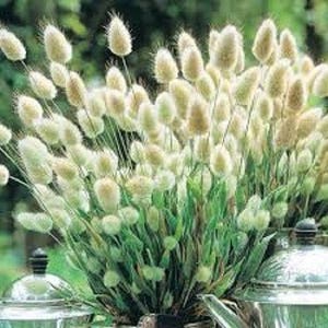 120 BUNNY TAILS Lagurus Hare's Tale Annual Long Lasting Ornamental Grass Flower Seeds image 6