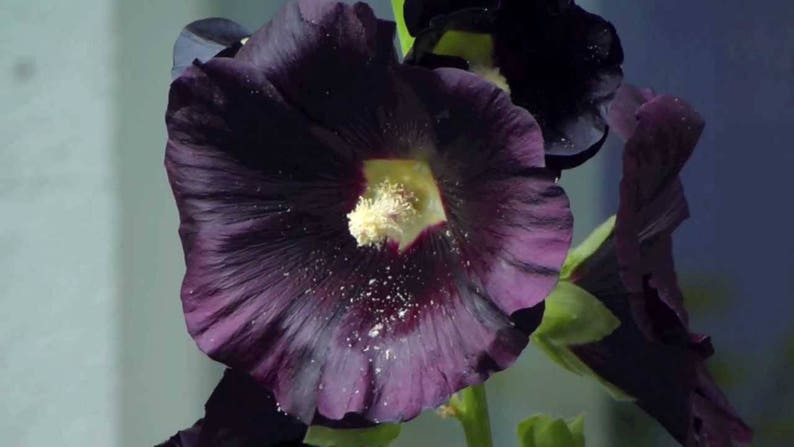 50 HOLLYHOCK BLACK Alcea Rosea, Nigra HEIRLOOM Perennial Deer Resistant Flower Seeds image 2