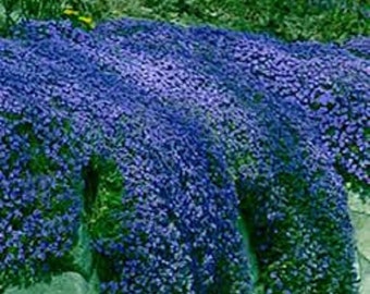 50+  AUBRIETA CASCADE BLUE, Rock Cress / Perennial / Fragrant / Deer Resistant Ground Cover Flower Seeds