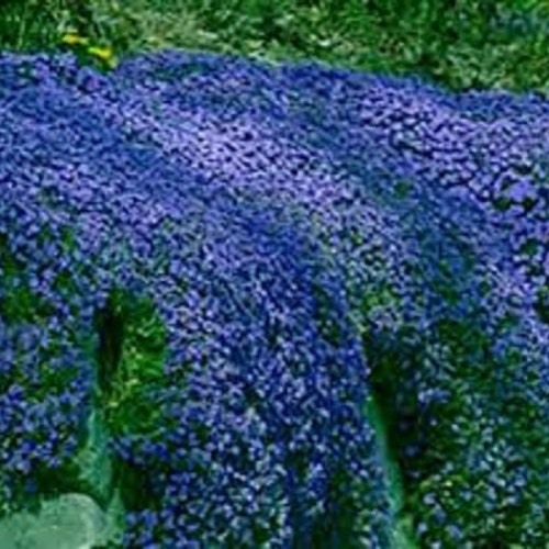 80+  AUBRIETA CASCADE BLUE, Rock Cress  Perennial  Fragrant  Deer Resistant Ground Cover Flower Seeds