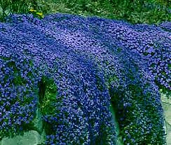80 AUBRIETA CASCADE BLUE, Rock Cress Perennial Fragrant Deer Resistant  Ground Cover Flower Seeds - Etsy