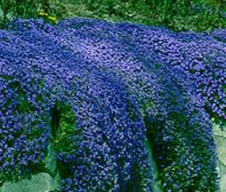 80 AUBRIETA CASCADE BLUE, Rock Cress Perennial Fragrant Deer Resistant Ground Cover Flower Seeds image 1