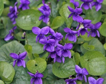 25+  VIOLA HEIRLOOM  QUEEN Charlotte aka Violet  Shade Tolerant  Edible Fragrant Flower Seeds