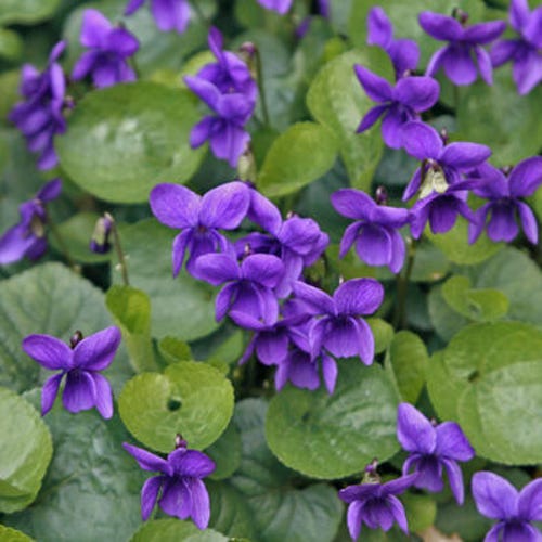 Viola Queen Charlotte Flower Seeds / Odorata /perennial 30 Etsy