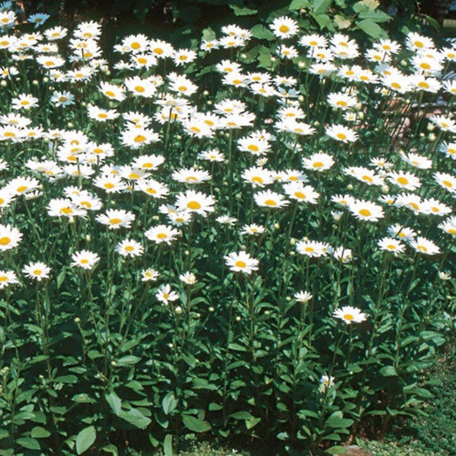 50 DAISY CLASSIC SHASTA White Perennial Shade or Sun Tolerant Etsy