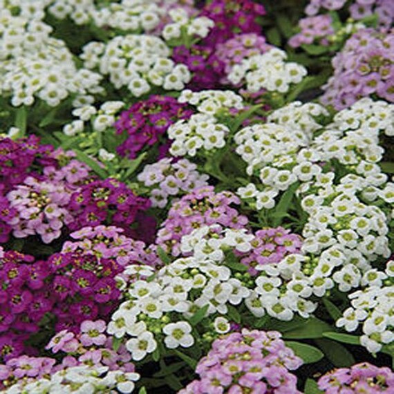 50 ALYSSUM ROSIE O'DAY Self Sows Annual to Perennial Hardy Deer