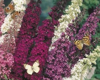 25+  BUTTERFLY BUSH Mix Hybrid / Butterfly & Hummingbird Magnet / Perennial Mix  PELLETED Flower Seeds