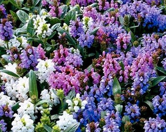 60+  GROUND COVER PRUNELLA Grandiflora Pagoda Perennial Shade Blooming Flower Seeds