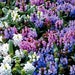 see more listings in the Ground Covers Flowering section