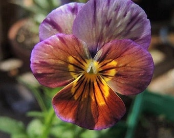 50+ VIOLA BRUSH STROKES Pansy & Violets  Edible  Novelty Hardy Perennial Flower Seeds